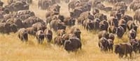 Elephants, buffalos and dogs sense earthquakes/tsunamis in advance!